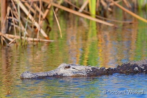 American Alligator_37552.jpg - American Alligator (Alligator mississippiensis)Photographed along the Gulf coast at the Aransas National Wildlife Refuge near Austwell, Texas, USA. 
